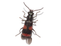 Anthocomus fasciatus